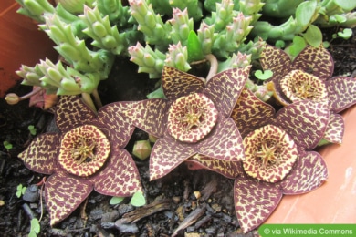 Aasblume (Orbea variegata)