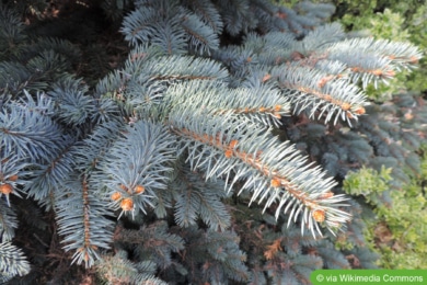 Blaufichte (Picea pungens)