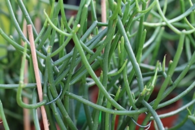 Bleistiftstrauch (Euphorbia tirucalli)