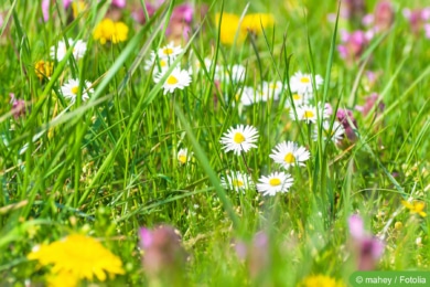 Blumenwiese