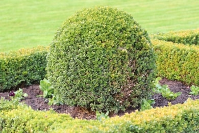 Formgehölze im Garten - Buchsbaum (Buxus)