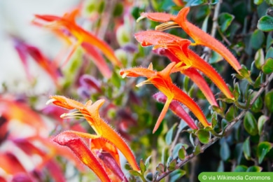 Columnea microphylla