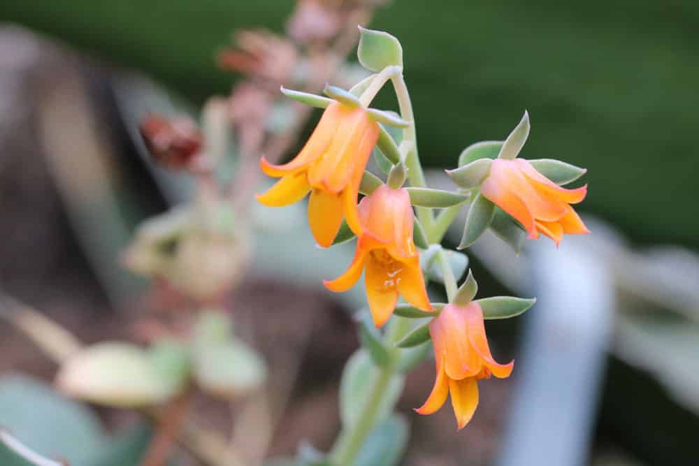 Echeverien - Echeveria derenbergii