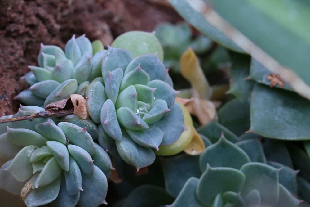 Echeverien, Echeveria Pflege und Überwintern