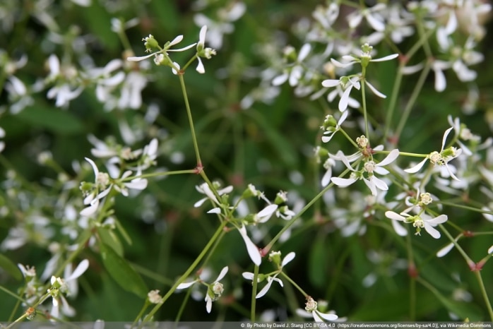 Euphoria Diamond Frost - Chamaesyce hypericifolia