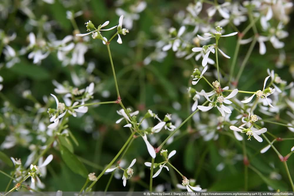 Zauberschnee, Euphorbia Diamond Frost Pflege