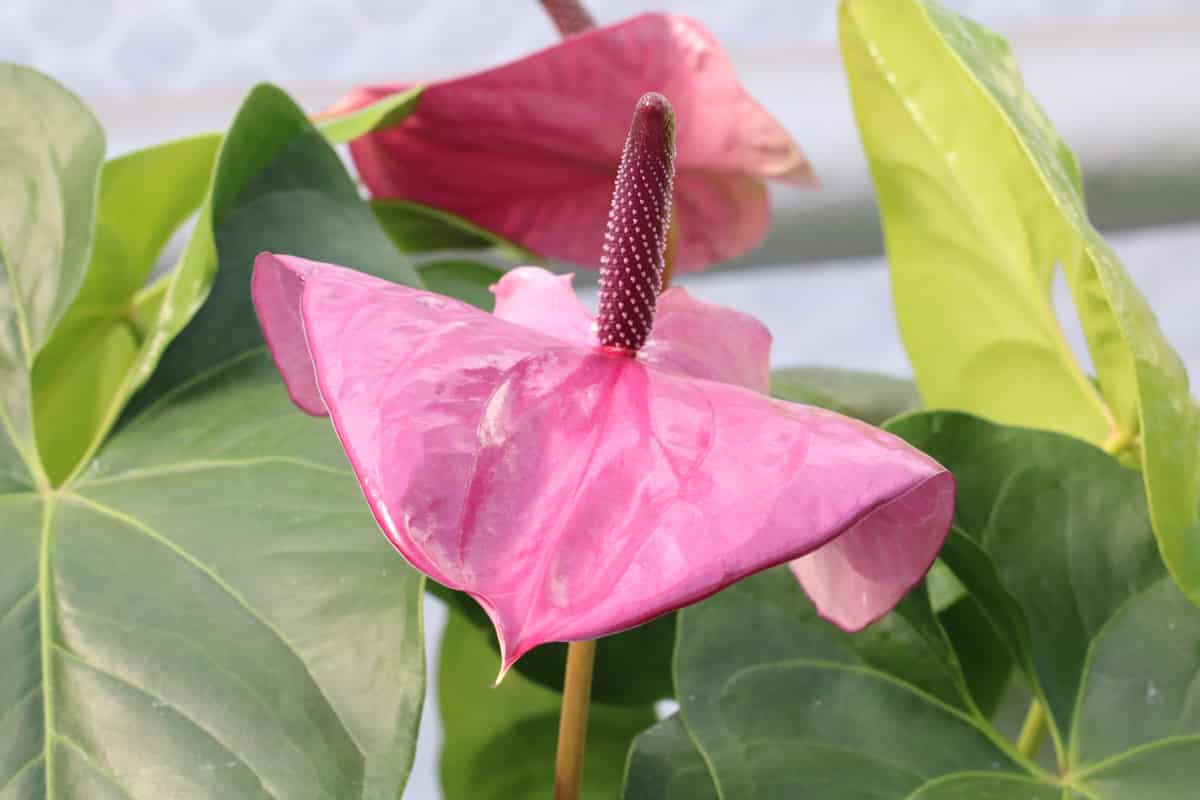 Flamingoblume rosa / pink - Anthurie - Anthurium andreanum