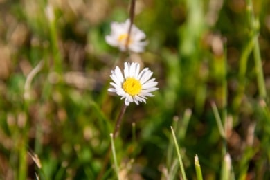 Gänseblümchen (Bellis perennis)