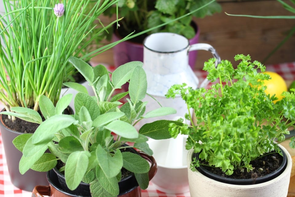 Gewürzpflanzen im Garten Anbau, Pflege, Überwintern