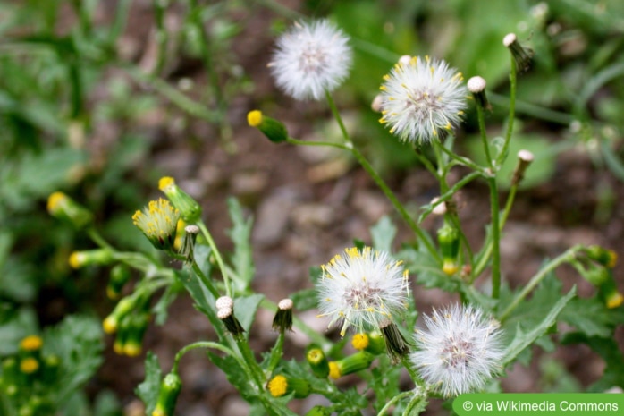 Greiskraut (Senecio vulgaris)