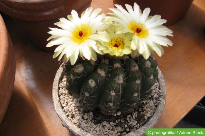 Gymnocalycium-Kaktus