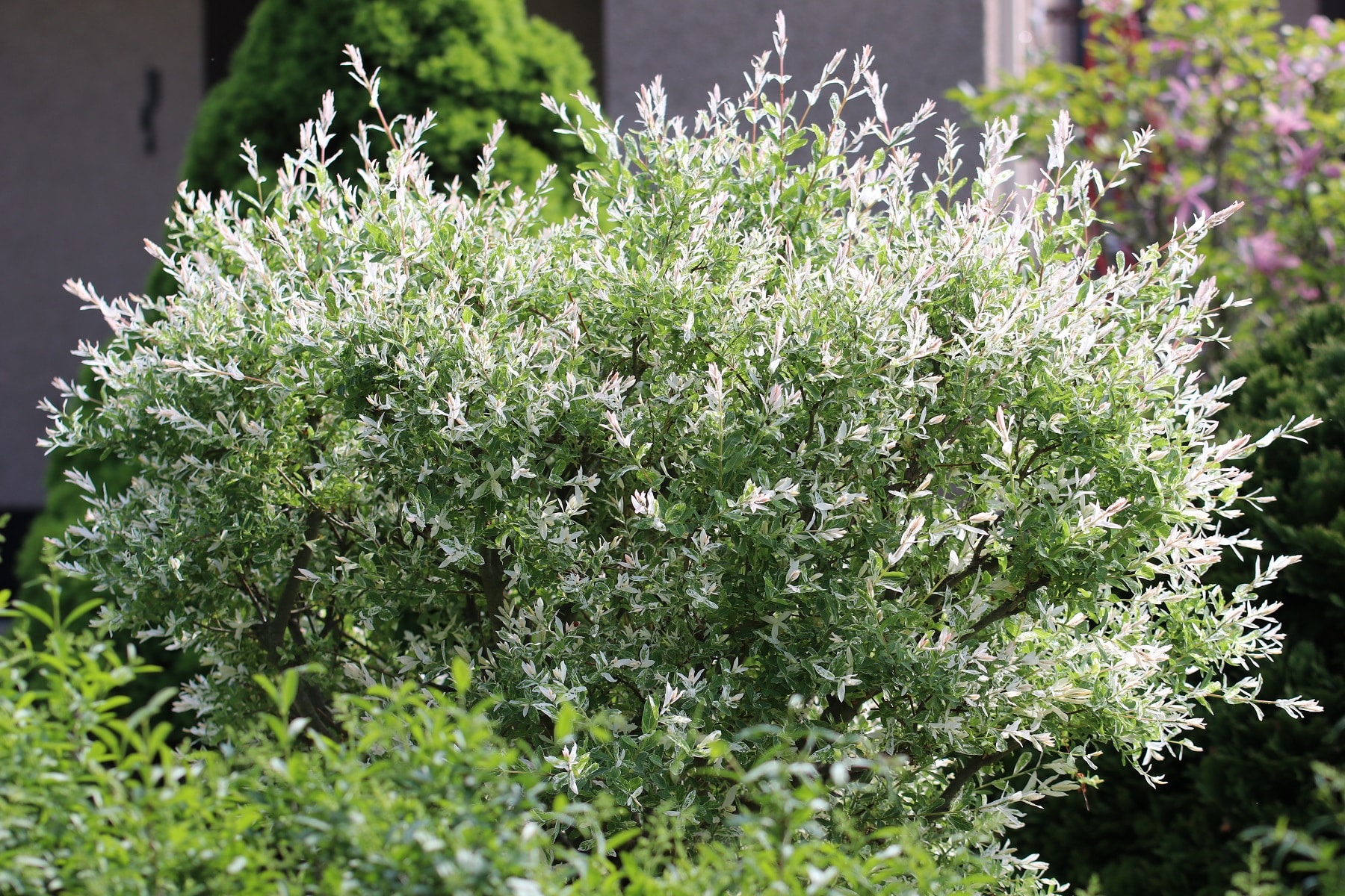 Solitrgehlze im Garten - sommer- und immergrne Arten - Hausgarten.net