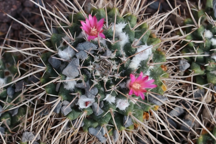 Mammillaria compressa