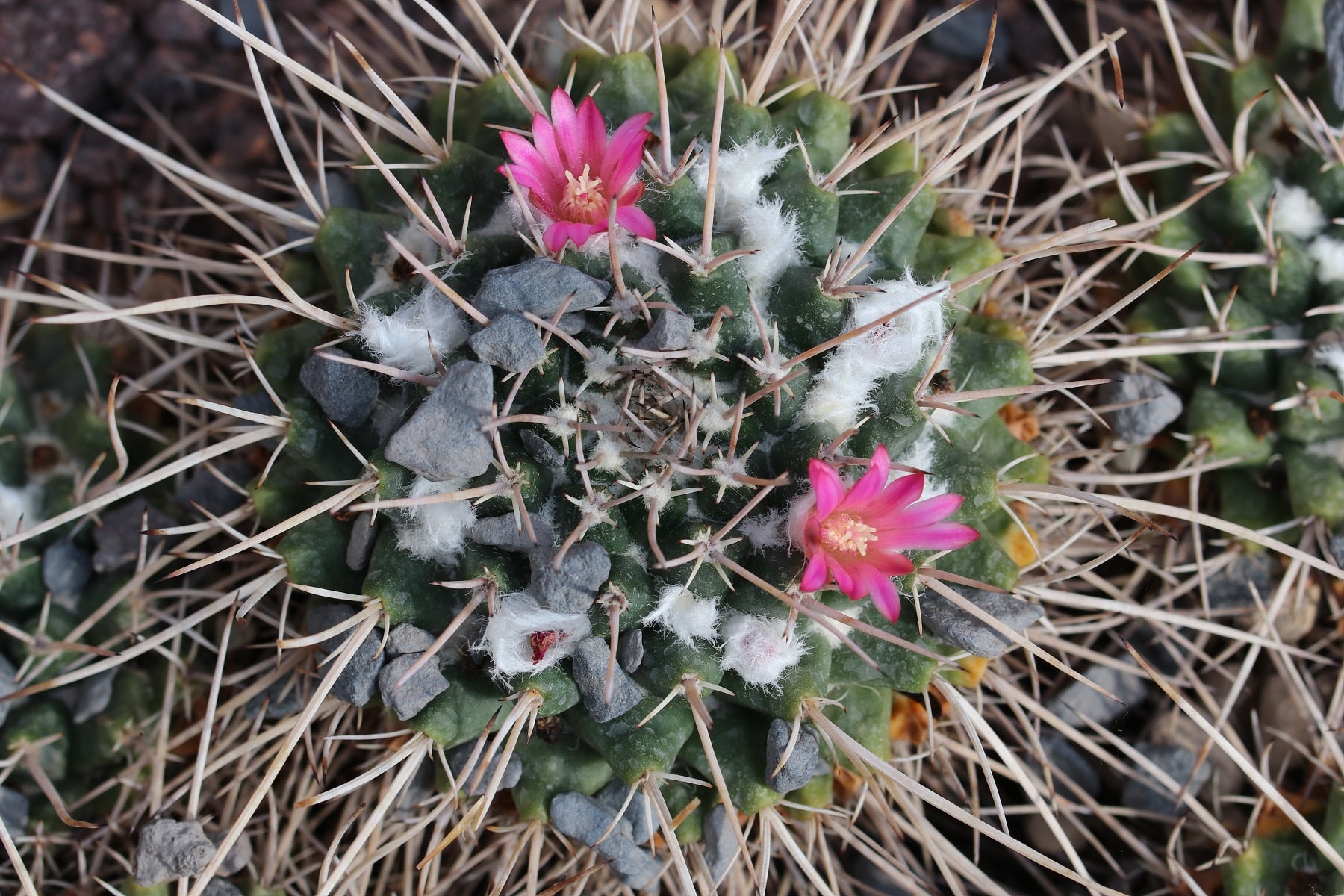 Mammillaria - Arten/Sorten der Kakteen und Pflege-Tipps - Hausgarten.net