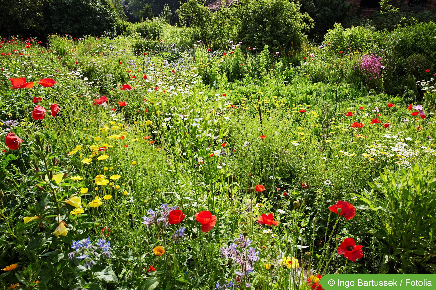 ZenGarten Bedeutung und MiniaturGarten selbst anlegen
