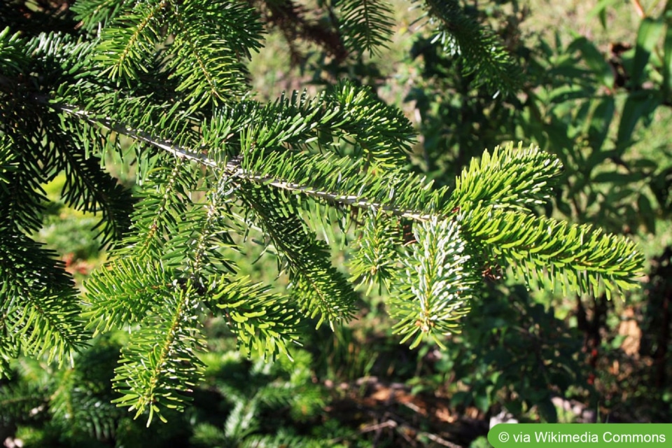 Nordmanntanne, Abies nordmanniana Pflege im Garten/Topf