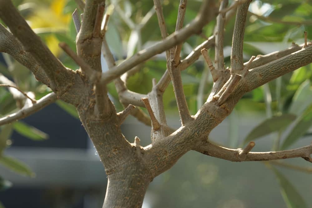 Olivenbaum - Olea europaea