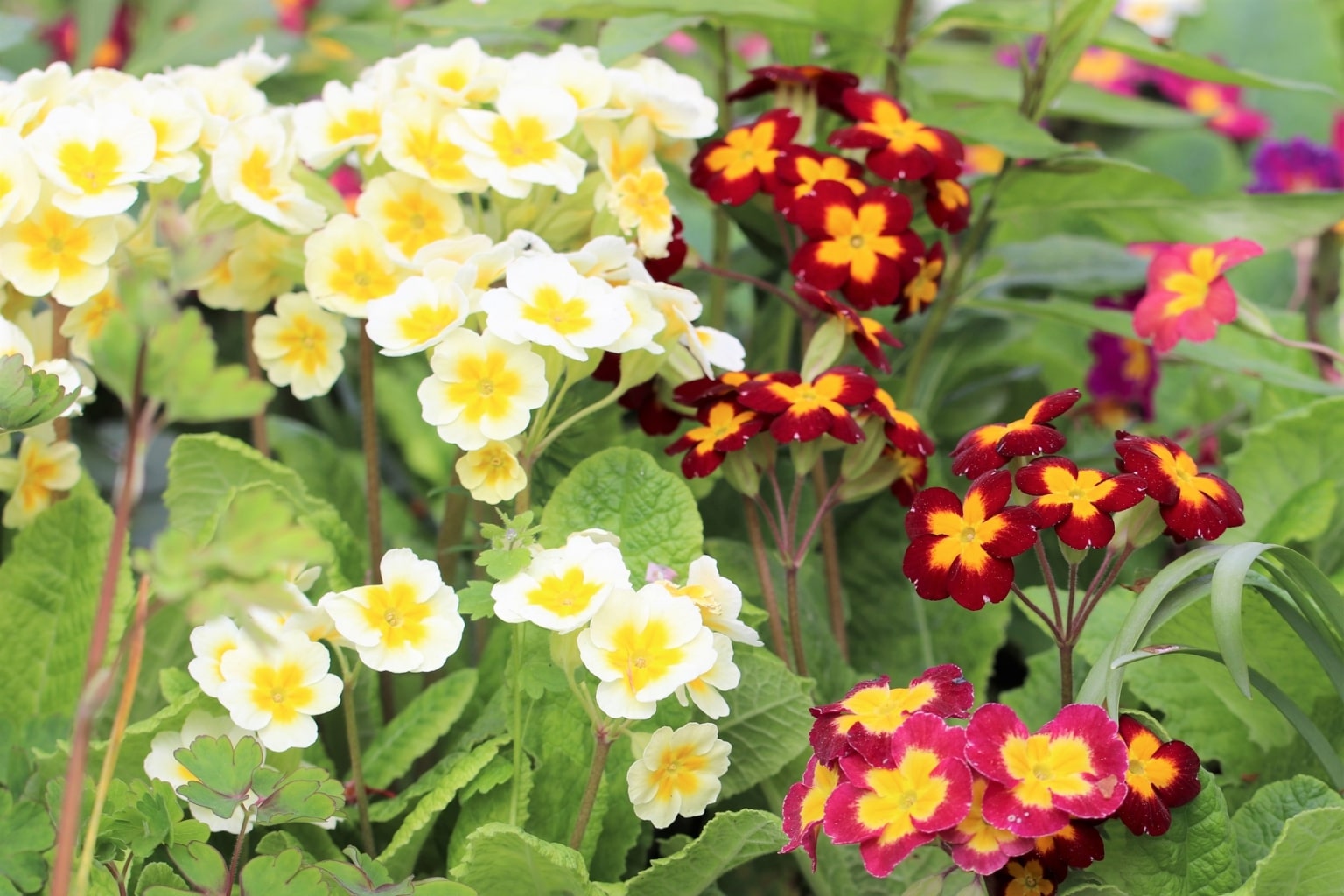 Primel Primeln, Primula - Pflanzen, Pflege, Vermehren & Überwintern ...