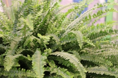 Zimmerpflanzen mit wenig Licht - Schwertfarn (Nephrolepis cordifolia)