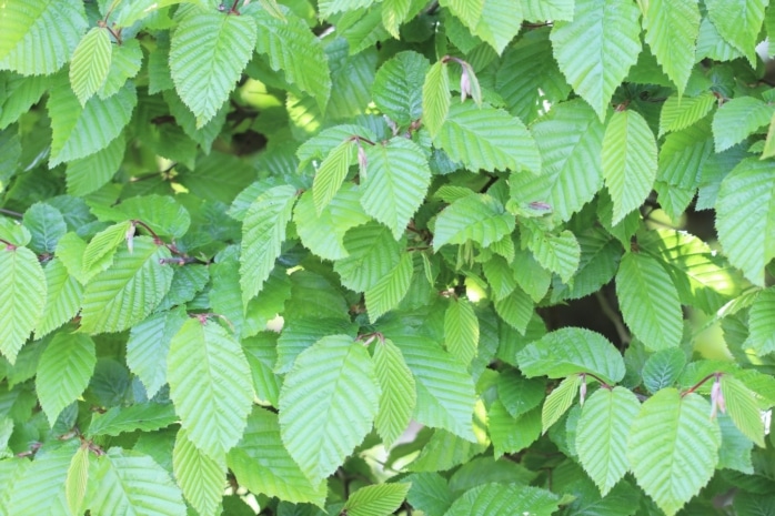 Sichtschutzhecke - Hainbuche (Carpinus betulus)