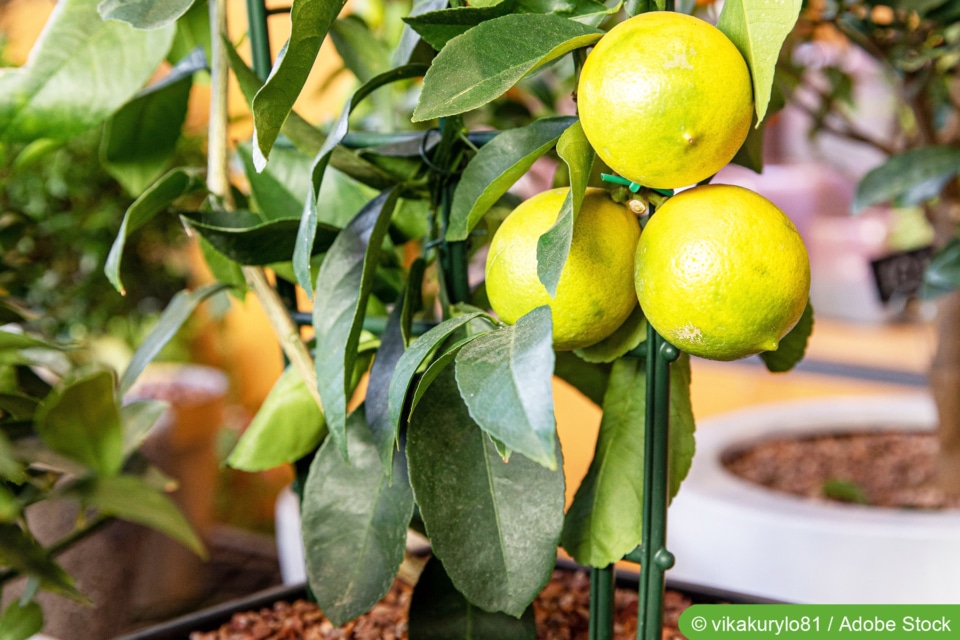 Zitronenbaum in der Wohnung PflegeTipps & Schildläuse