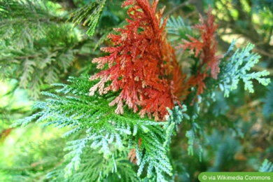 Blaue Zypresse (Chamaecyparis lawsoniana 'Columnaris')