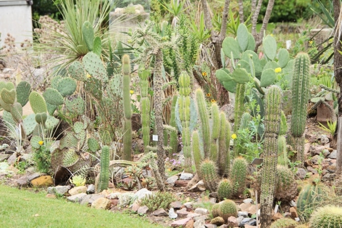 Kakteen im Garten