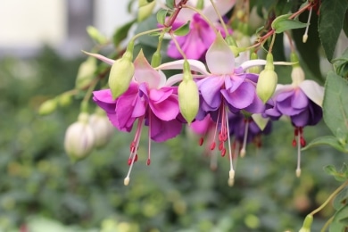 Fuchsie - Ffuchsia