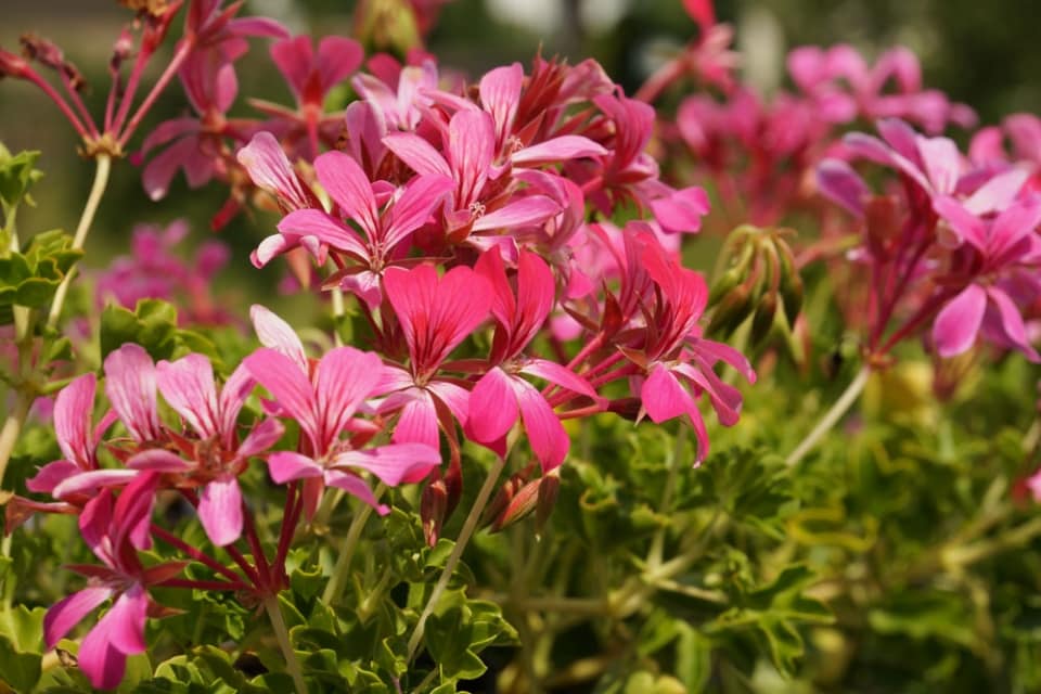 Edelgeranien, Pelargonium grandiflorum Pflege und Überwintern