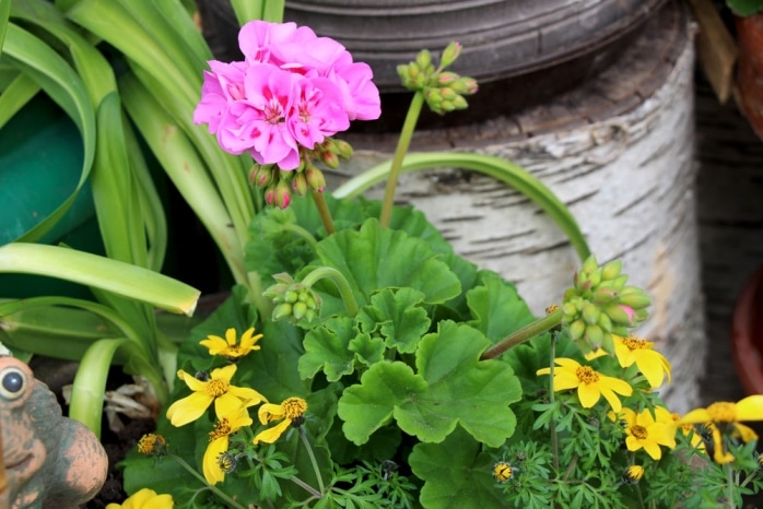 Edelgeranien, Pelargonium grandiflorum Pflege und Überwintern
