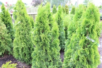 Lebensbaum (Thuja) 'Smaragd'