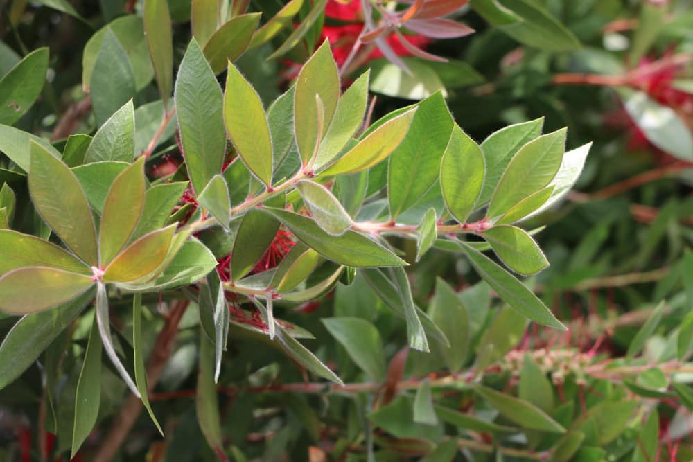 Zylinderputzer Callistemon