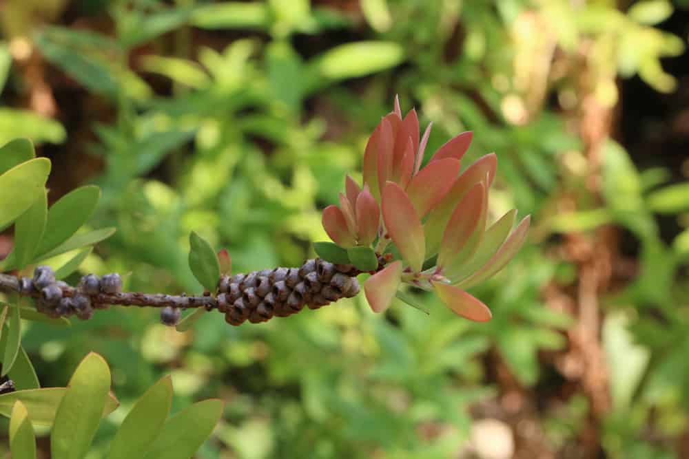 Zylinderputzer Callistemon