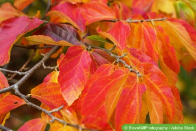 Eisenholzbaum (Parrotia persica)