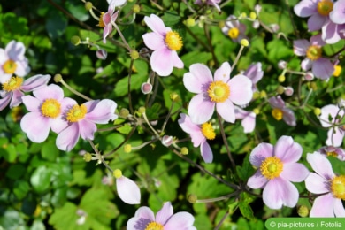 Herbst-Anemone (Anemone hupehensis)