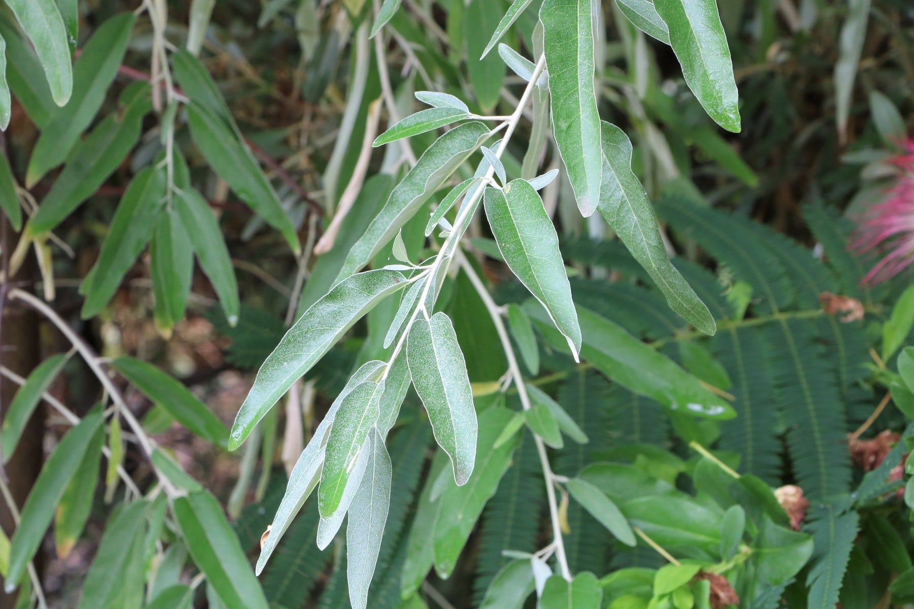 lweide, Elaeagnus angustifolia - Pflege und Schneiden - Hausgarten.net