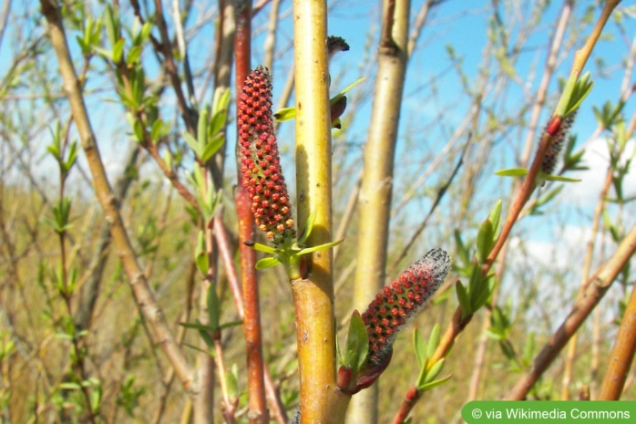 Purpur-Weide (Salix purpurea)