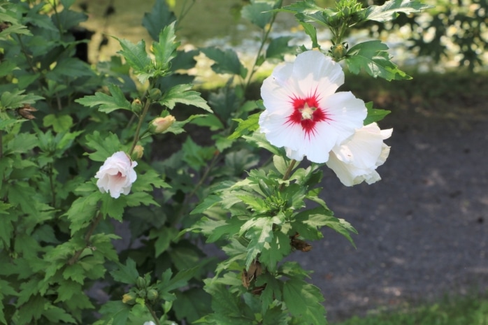 Roseneibisch (Hibiscus syriacus)