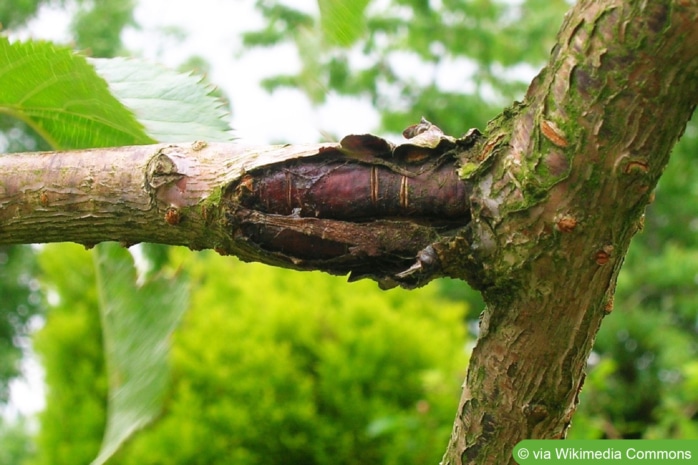 Bakterienbrand an Süßkirsche (Prunus avium)