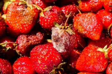 Schimmel an Erdbeeren