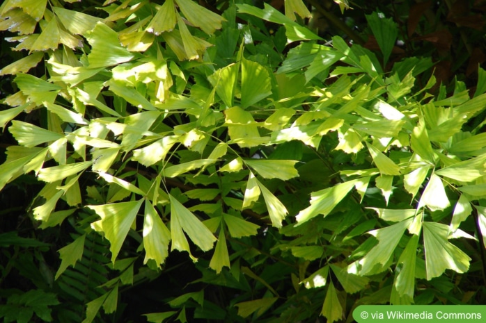 Fischschwanzpalme (Caryota mitis)