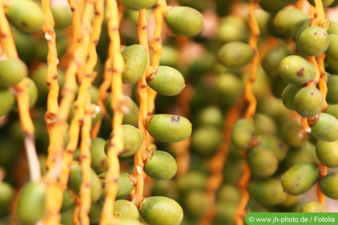 Fischschwanzpalme (Caryota mitis)