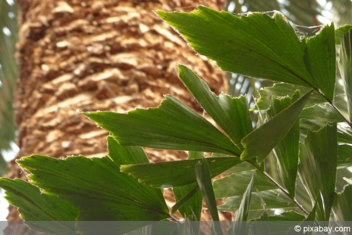 Fischschwanzpalme - Caryota mitis