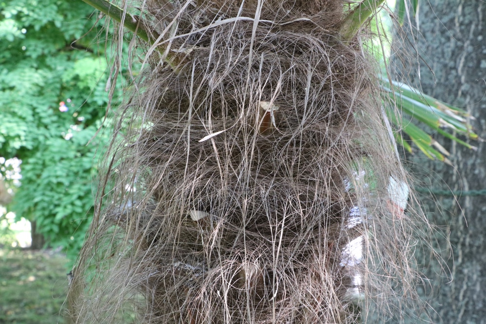 Hanfpalme - Trachycarpus fortunei