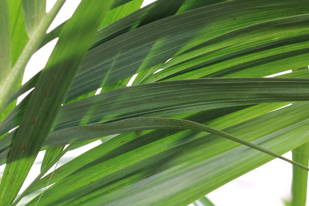 philodendron white stripe Silver Stripe Philodendron – Lichtenfelt's main image 1