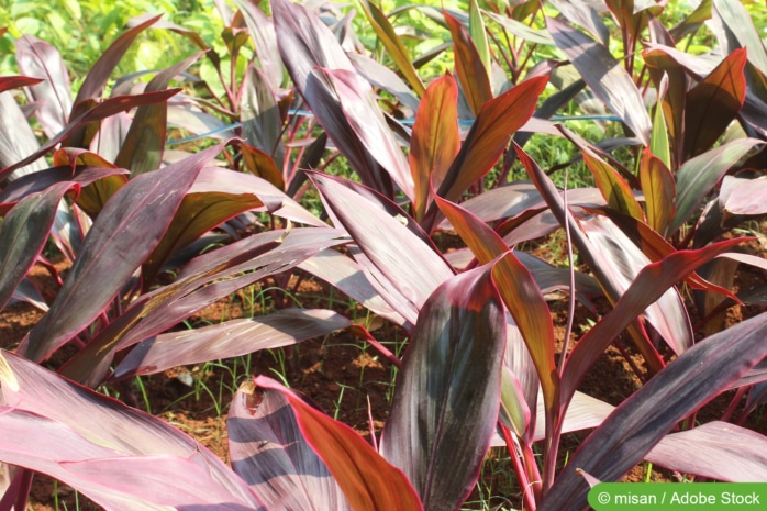 Keulenlilie (Cordyline fruticosa)