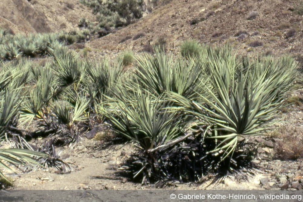 Mazari Palme - Nannorrhops ritchiana