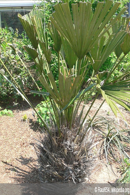 Nadelpalme - Rhapidophyllum hystrix
