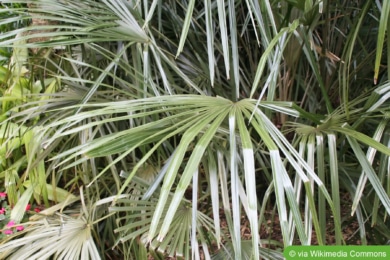 Nadelpalme (Rhapidohyllum hystrix)