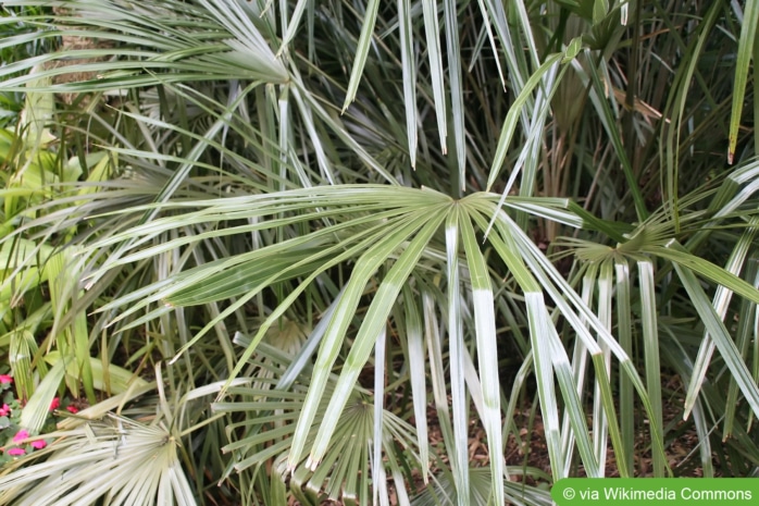 Nadelpalme (Rhapidohyllum hystrix)